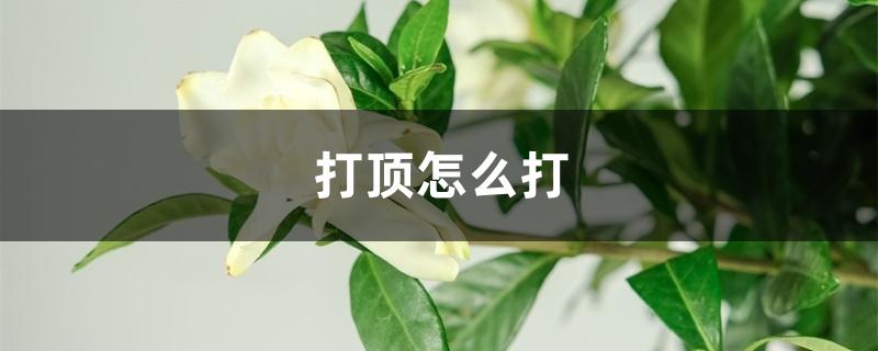 打顶怎么打