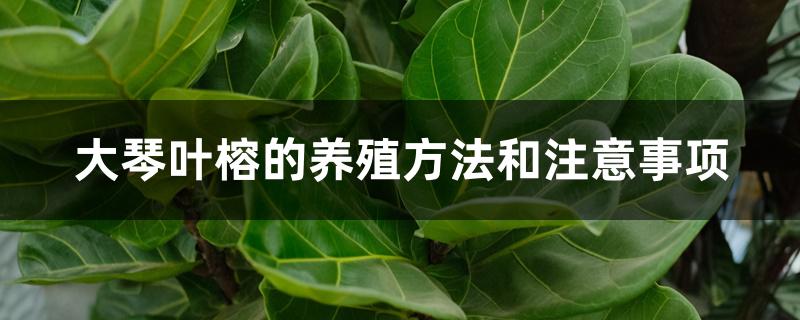大琴叶榕的养殖方法和注意事项 大琴叶榕的养殖方法和注意事项