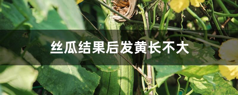 丝瓜结果后发黄长不大