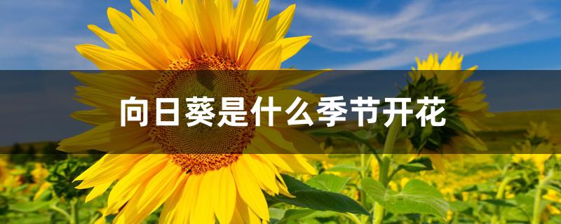 向日葵是什么季节开花