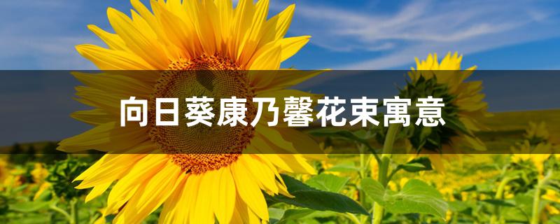 向日葵康乃馨花束寓意