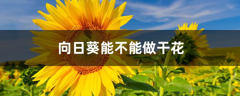 向日葵能不能做干花