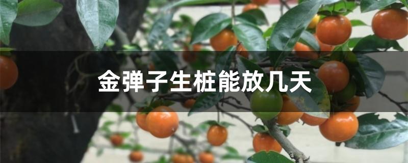 金弹子生桩能放几天