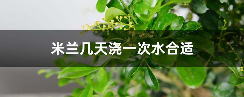 米兰几天浇一次水合适 米兰几天浇一次水合适