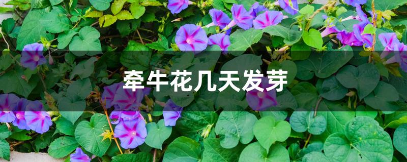 牵牛花几天发芽