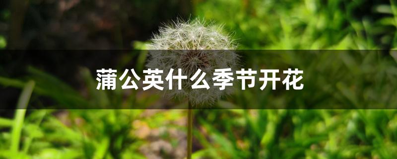 蒲公英什么季节开花