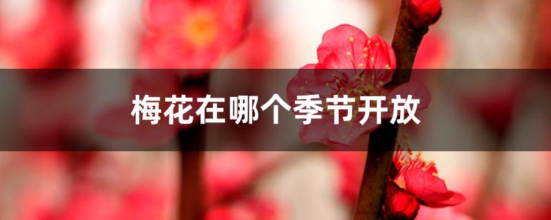 梅花在哪个季节开放