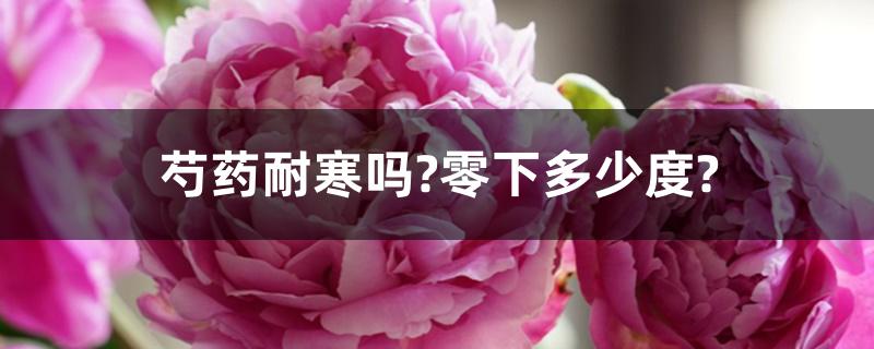 芍药耐寒吗?零下多少度?