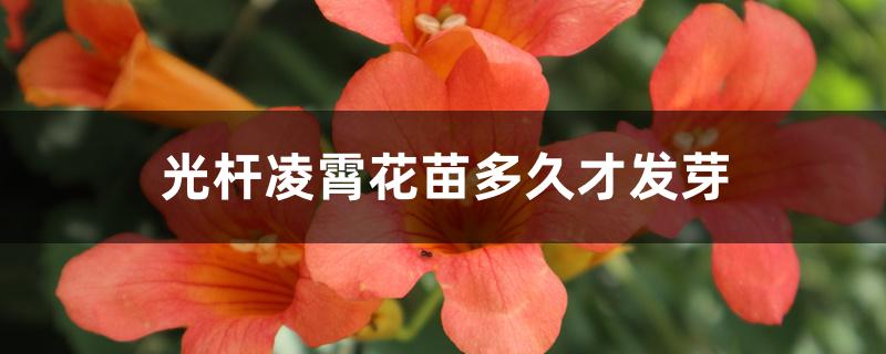 光杆凌霄花苗多久才发芽