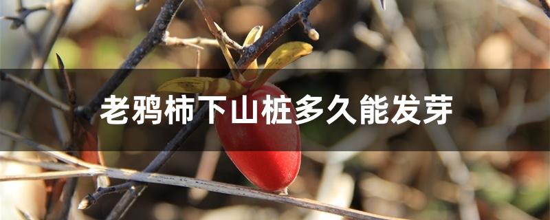 老鸦柿下山桩多久能发芽 老鸦柿下山桩多久能发芽