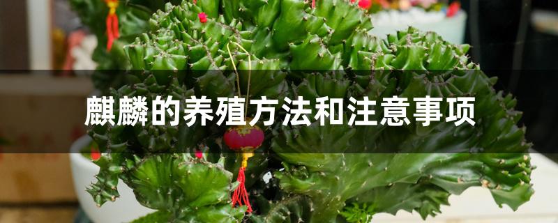 麒麟的养殖方法和注意事项 麒麟的养殖方法和注意事项