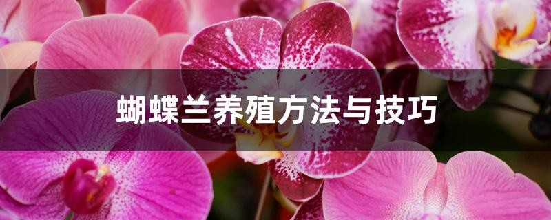 蝴蝶兰养殖方法与技巧 蝴蝶兰养殖方法与技巧