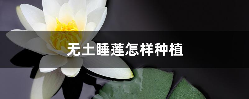 无土睡莲怎样种植