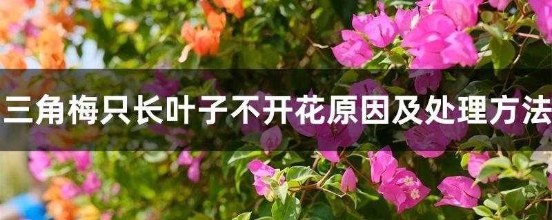 三角梅只长叶子不开花原因及处理方法