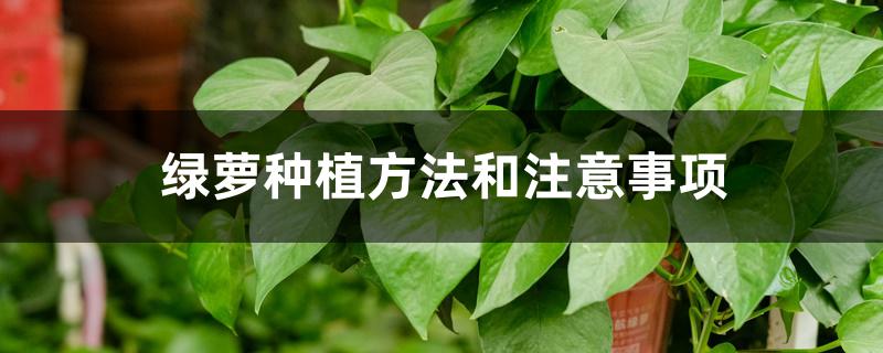 绿萝种植方法和注意事项