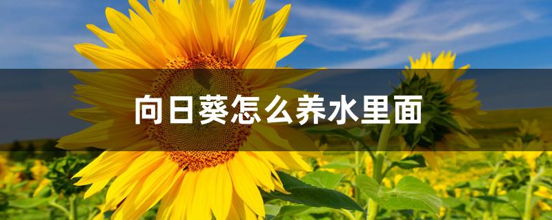 向日葵怎么养水里面