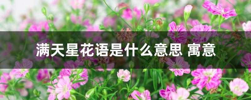 满天星花语是什么意思 寓意 满天星花语是什么意思 寓意