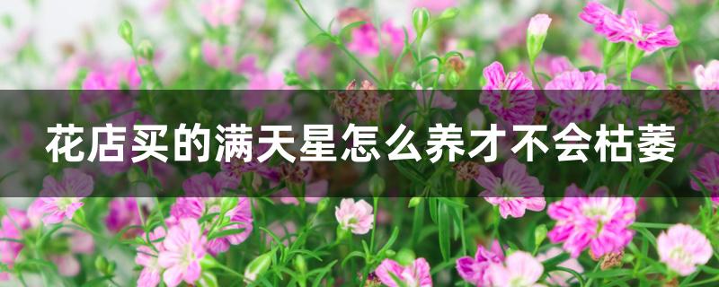 花店买的满天星怎么养才不会枯萎