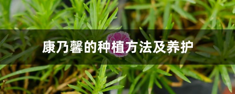 康乃馨的种植方法及养护