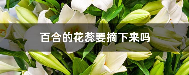 百合的花蕊要摘下来吗