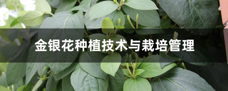 金银花种植技术与栽培管理