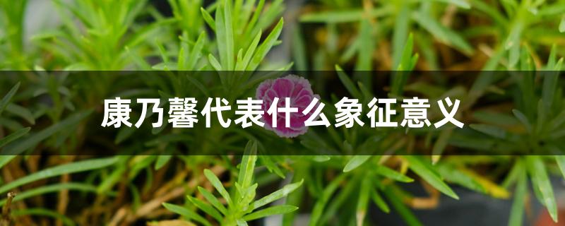 康乃馨代表什么象征意义