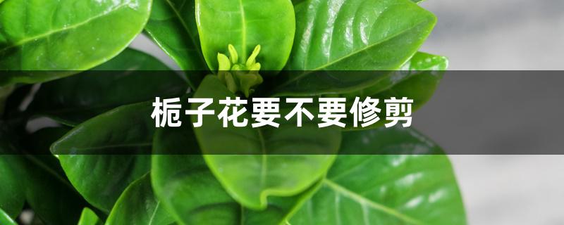 栀子花要不要修剪