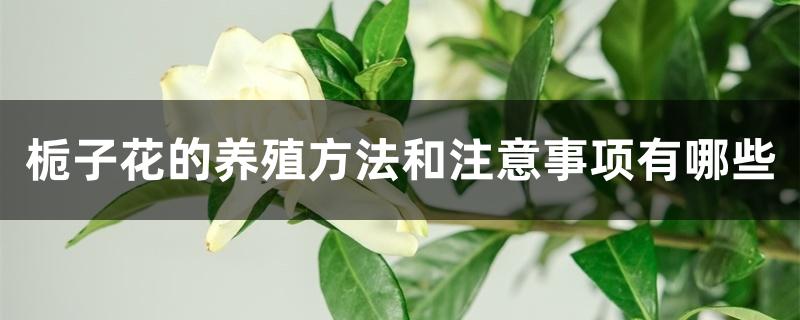 栀子花的养殖方法和注意事项有哪些