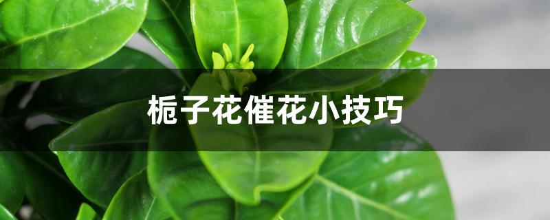 栀子花催花小技巧