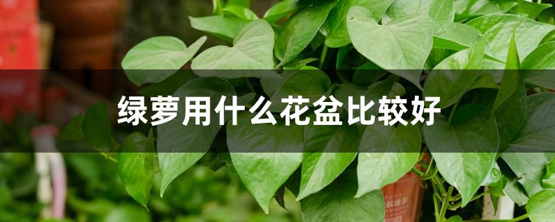 绿萝用什么花盆比较好