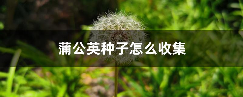 蒲公英种子怎么收集