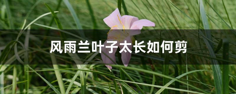 风雨兰叶子太长如何剪