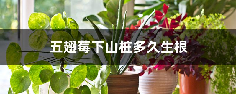 五翅莓下山桩多久生根 五翅莓下山桩多久生根