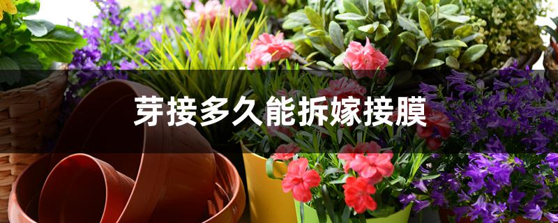 芽接多久能拆嫁接膜