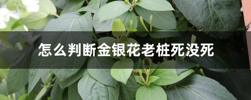 怎么判断金银花老桩死没死