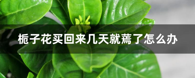 栀子花买回来几天就蔫了怎么办