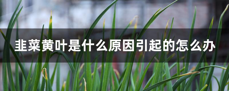 韭菜黄叶是什么原因引起的怎么办
