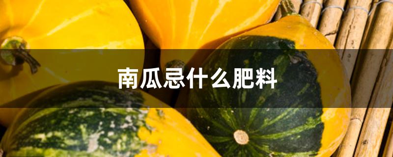 南瓜忌什么肥料