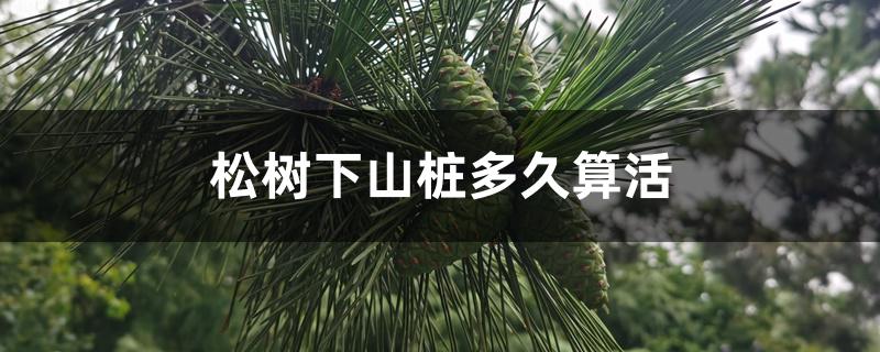 松树下山桩多久算活