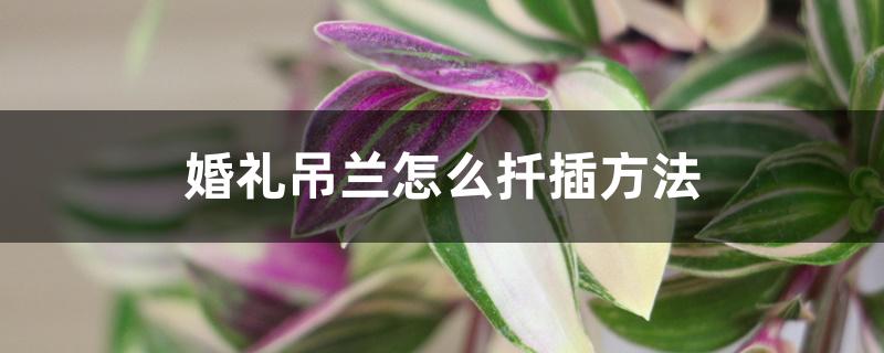 婚礼吊兰怎么扦插方法 婚礼吊兰怎么扦插方法