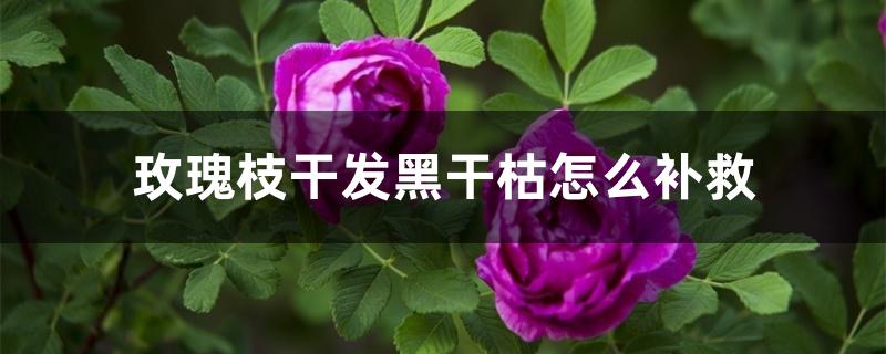 玫瑰枝干发黑干枯怎么补救