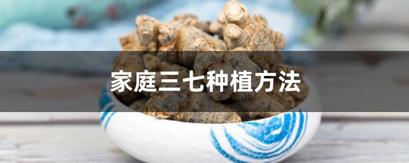 家庭三七种植方法 家庭三七种植方法
