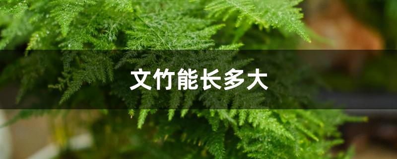 文竹能长多大 文竹能长多大