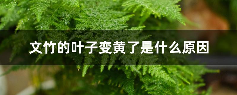文竹的叶子变黄了是什么原因