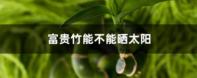 富贵竹能不能晒太阳 富贵竹能不能晒太阳