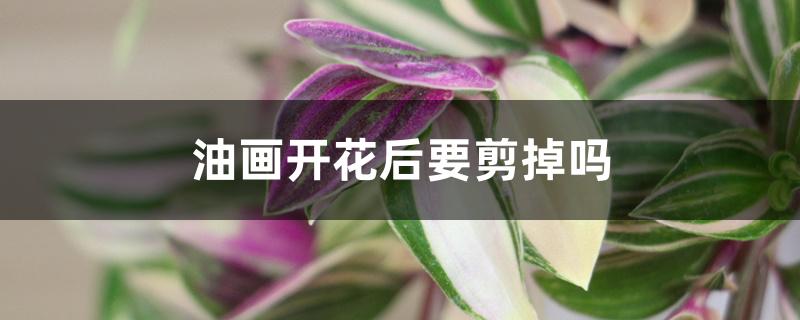 油画开花后要剪掉吗