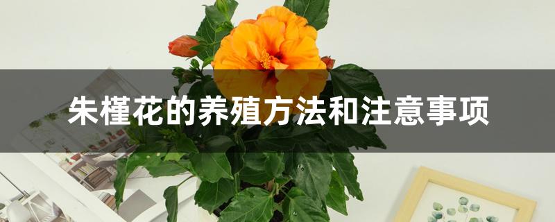 朱槿花的养殖方法和注意事项