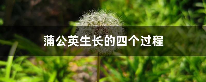 蒲公英生长的四个过程 蒲公英生长的四个过程