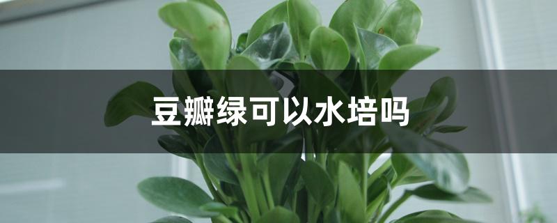 豆瓣绿可以水培吗