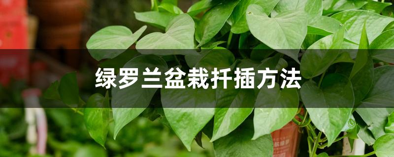 绿罗兰盆栽扦插方法 绿罗兰盆栽扦插方法